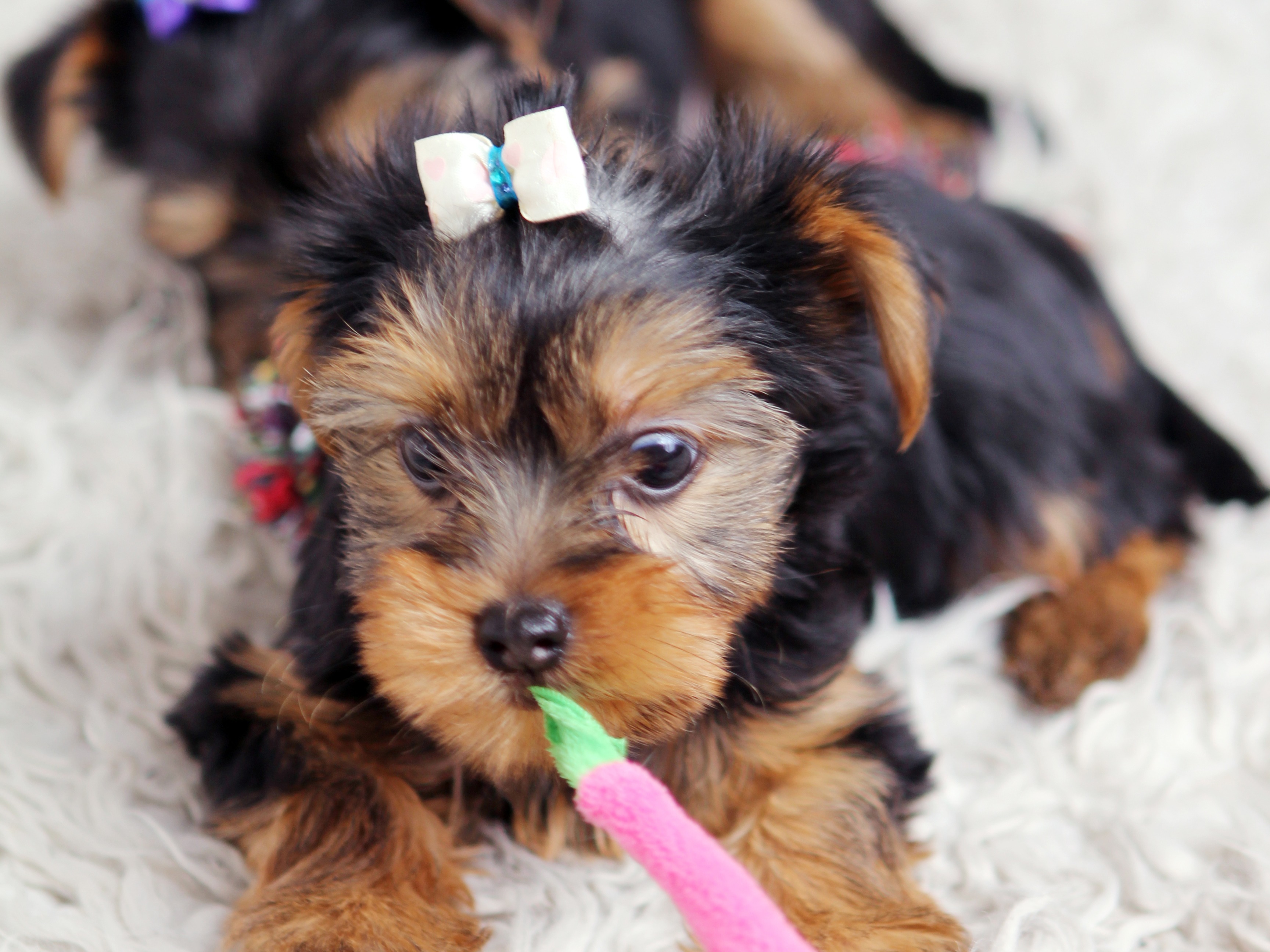 Ra As De Cachorros Mais Fofas Do Mundo