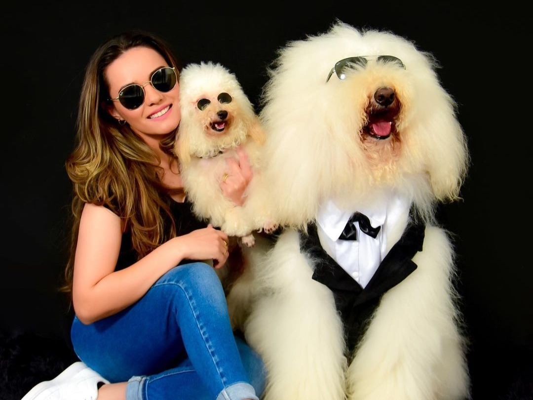 Poodle Gigante viraliza nas redes sociais conheça Bredy