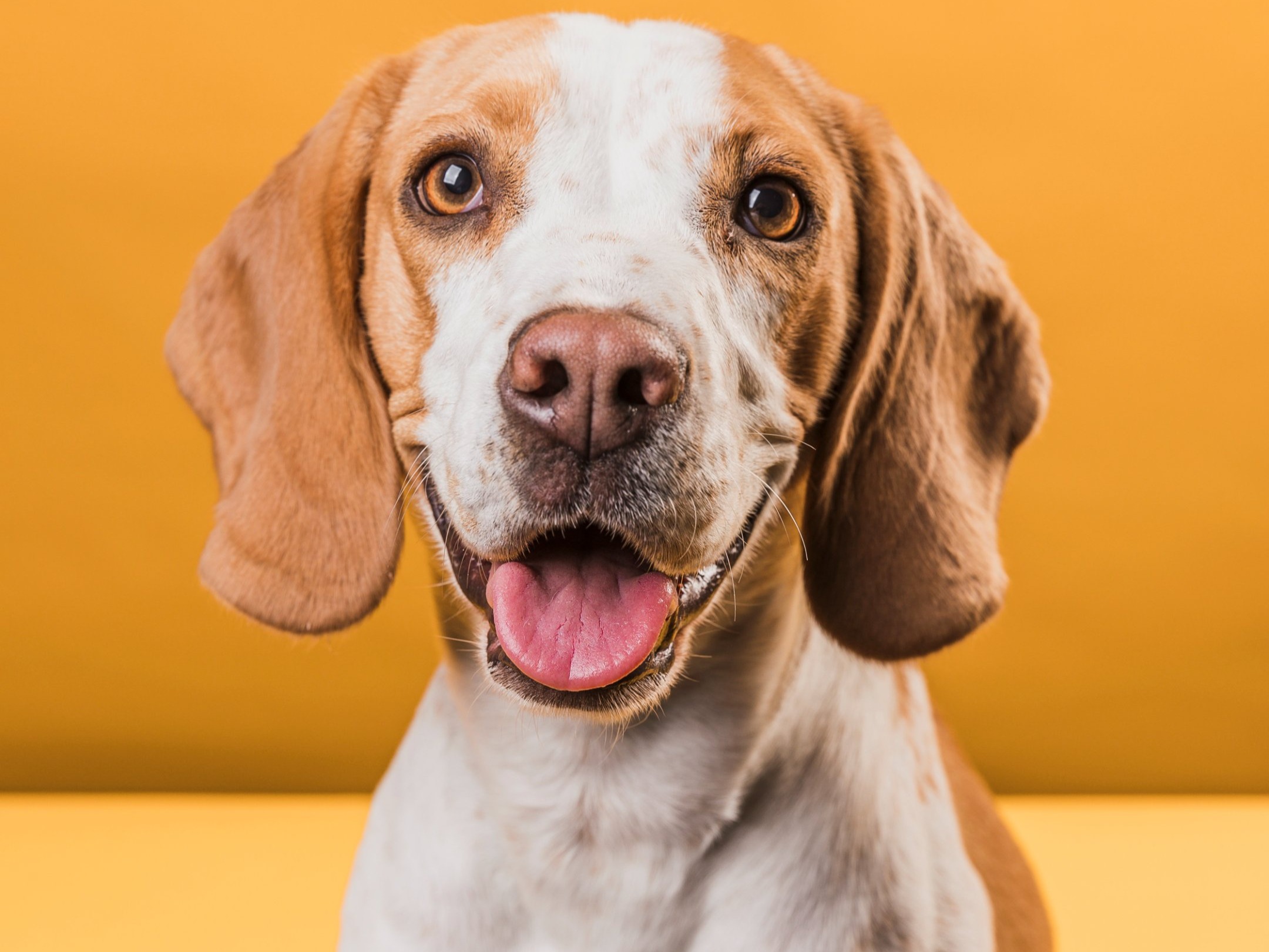 5 dicas para o bem-estar do seu cachorro em casa