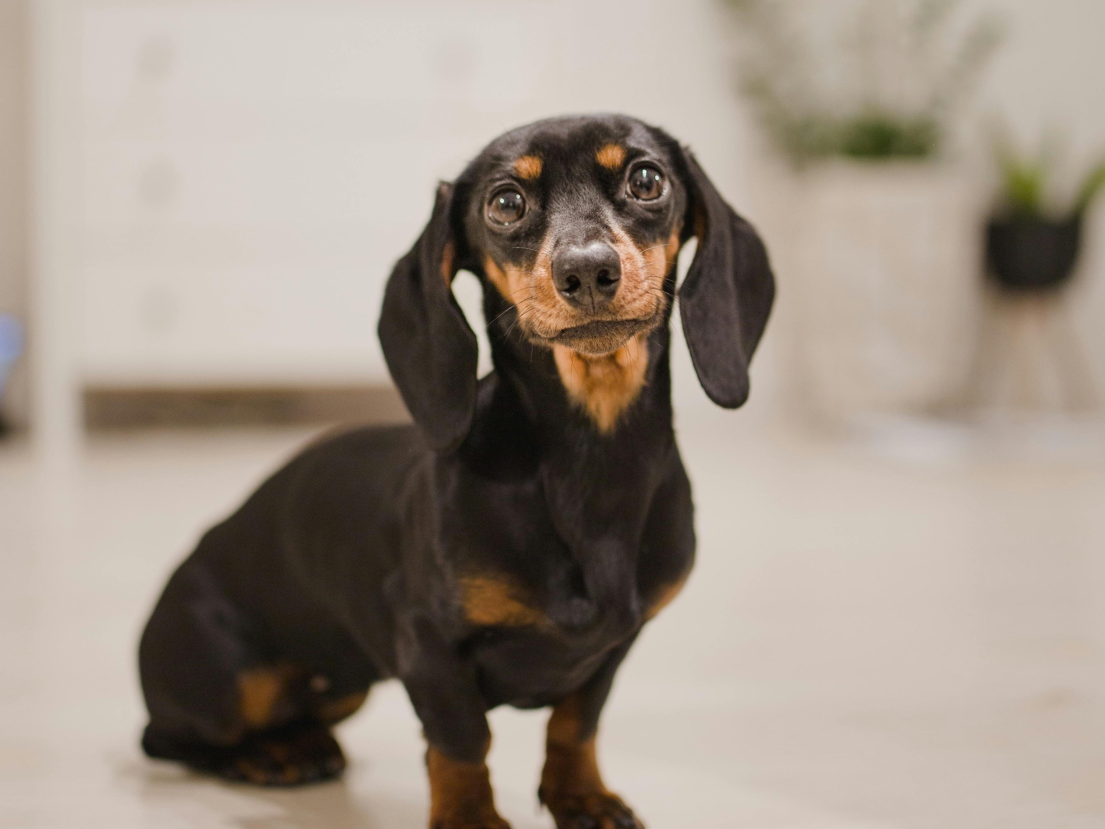 C Es Salsichas Saiba Tudo Sobre Os Famosos Dachshunds