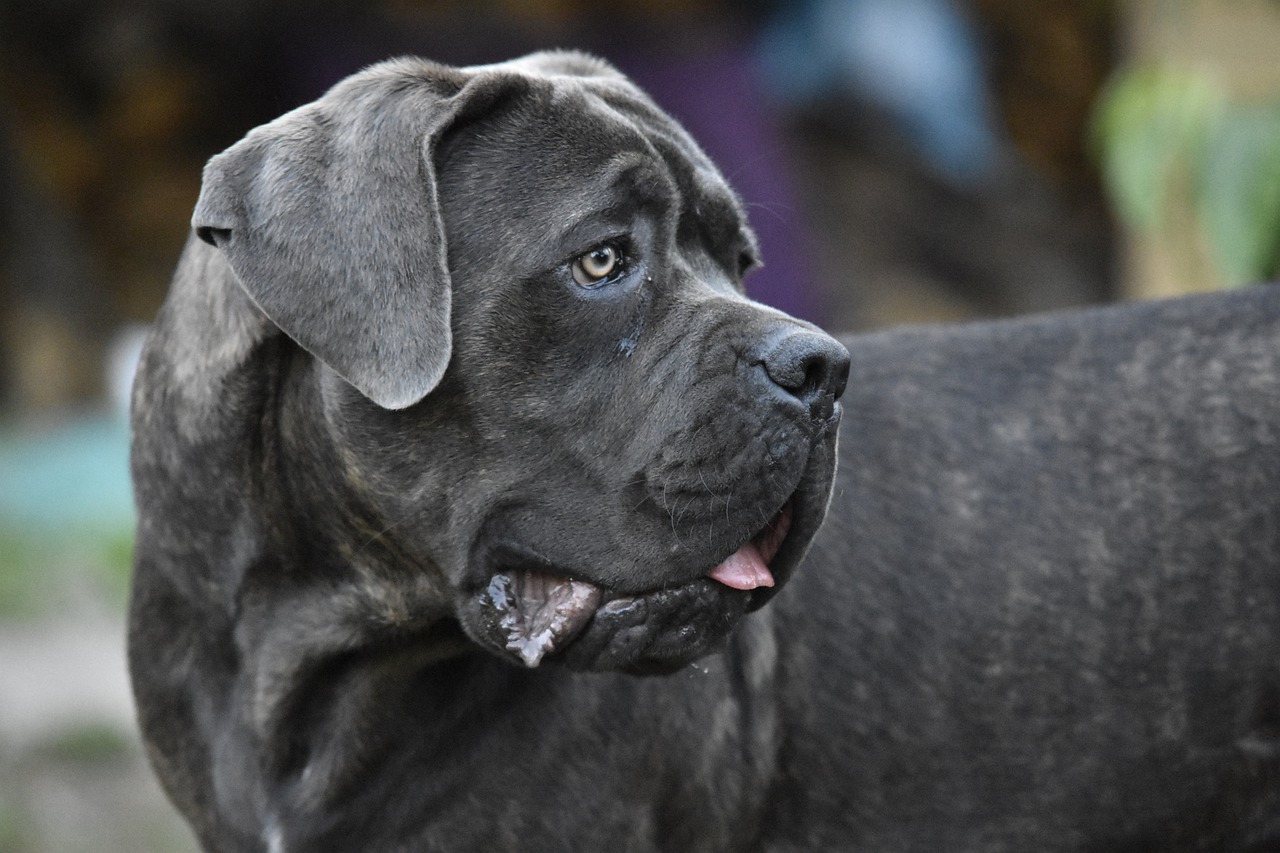 Cane corso: 6 fatos sobre a raça de cachorro trazida ao Brasil