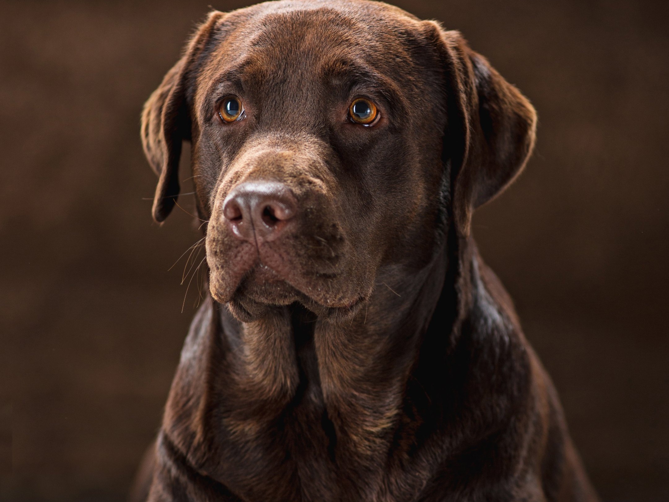 Confira 5 raças de cachorros com vida mais longa