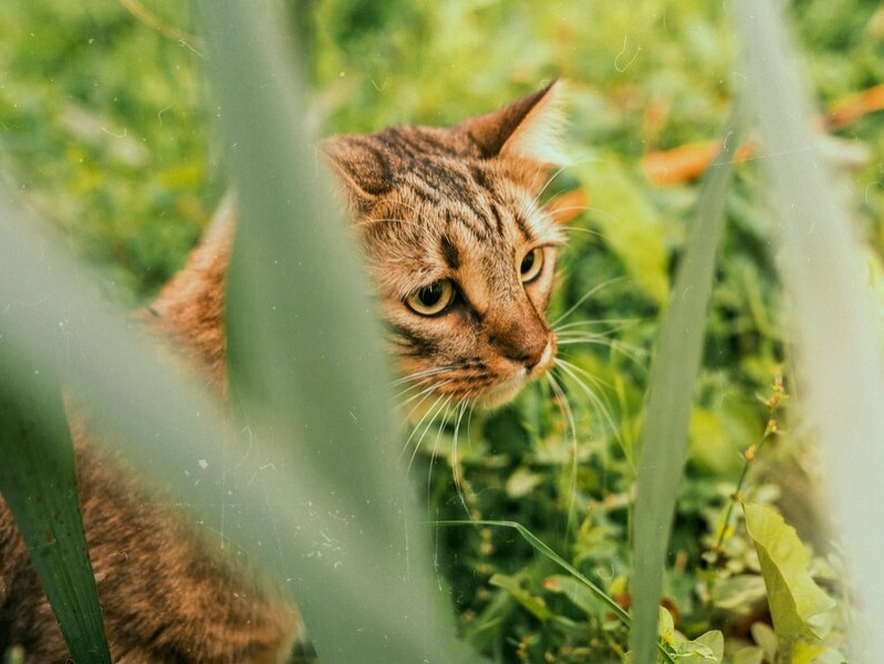 Entenda o significado do ditado “Quem não tem cão, caça com gato”