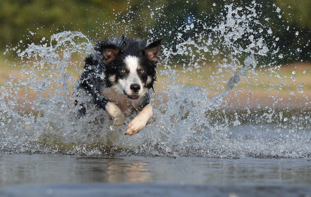 Cachorro Border Collie: saiba tudo sobre a raça