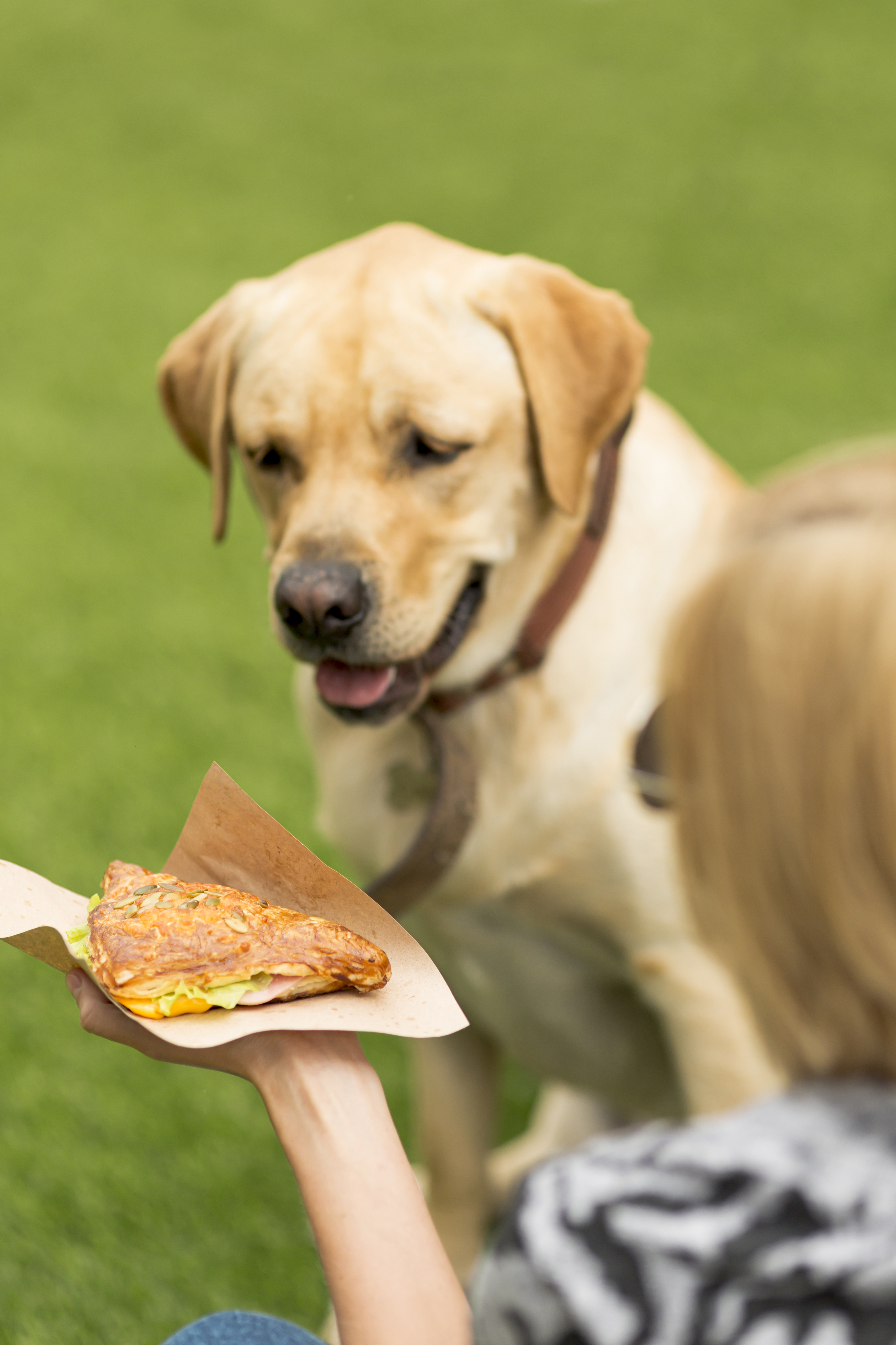 Os cachorros podem comer churrasco?