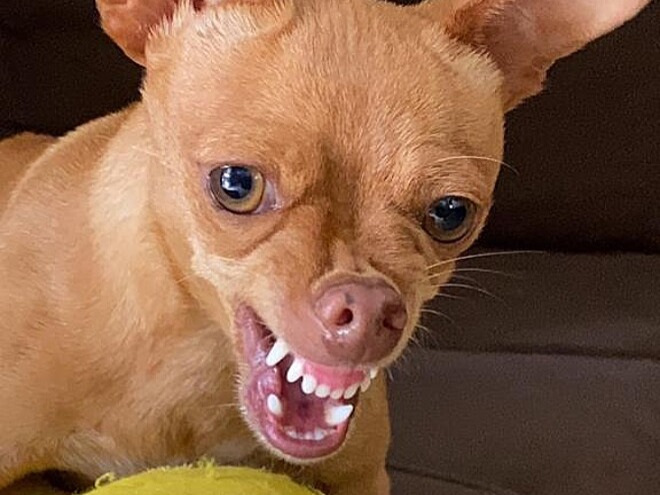 Porque o pinscher é bravo? Entenda o motivo de tanto ódio em um animal ...