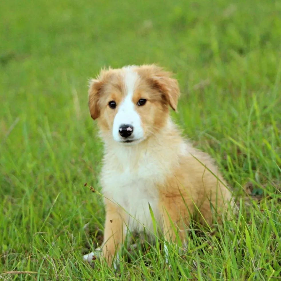 Confira as raças de cachorros 100% brasileiras e as características desses  cães