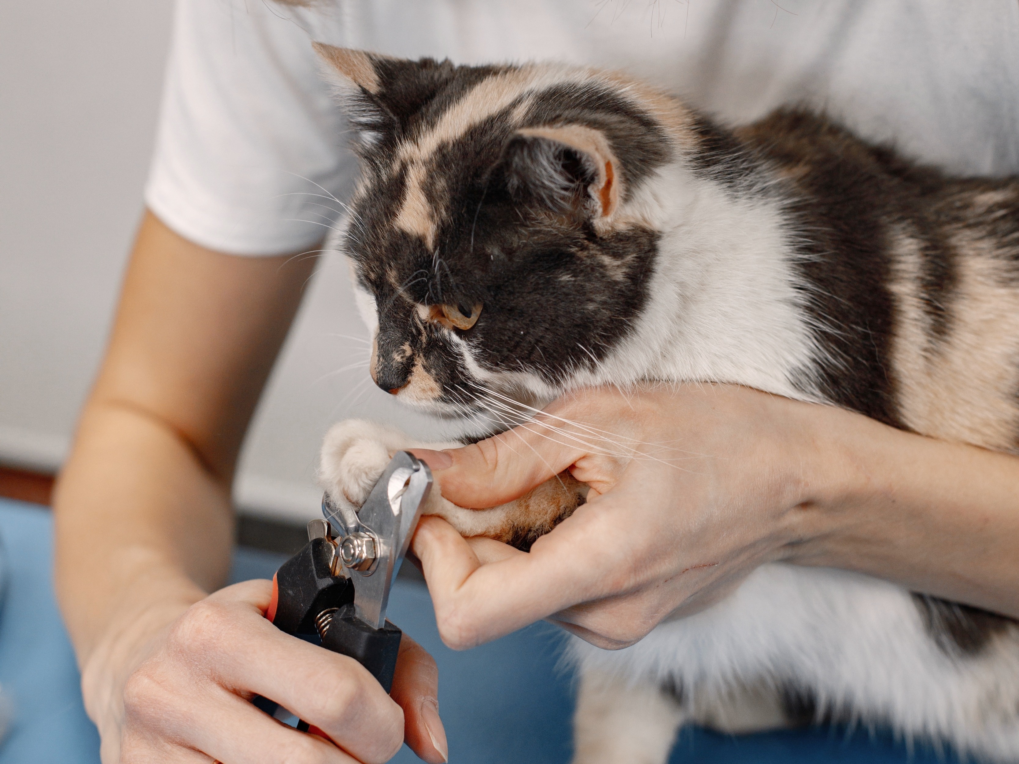Saiba como cortar a unha do seu gato