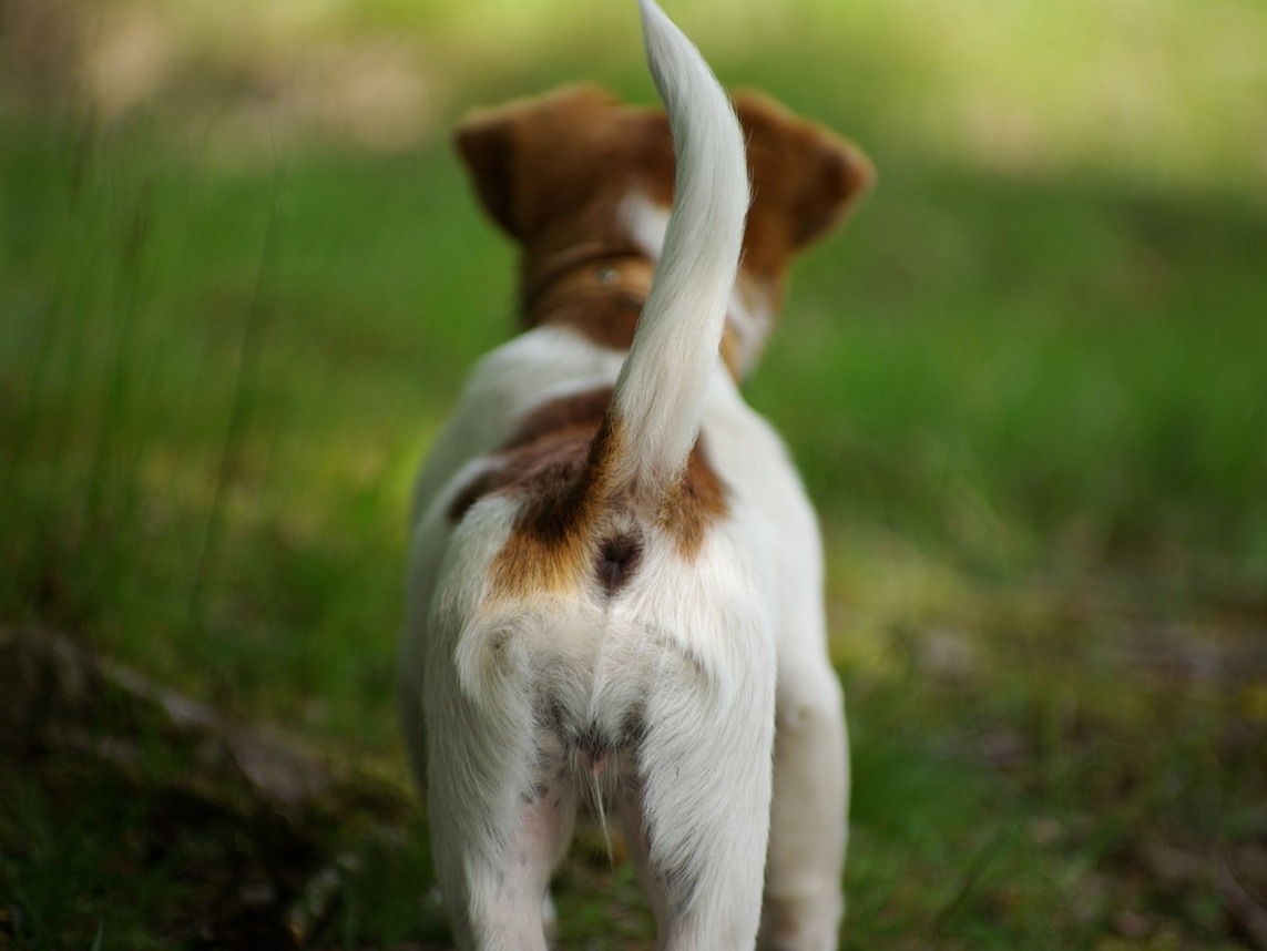 Saiba como identificar as emoções dos cães através da cauda do pet