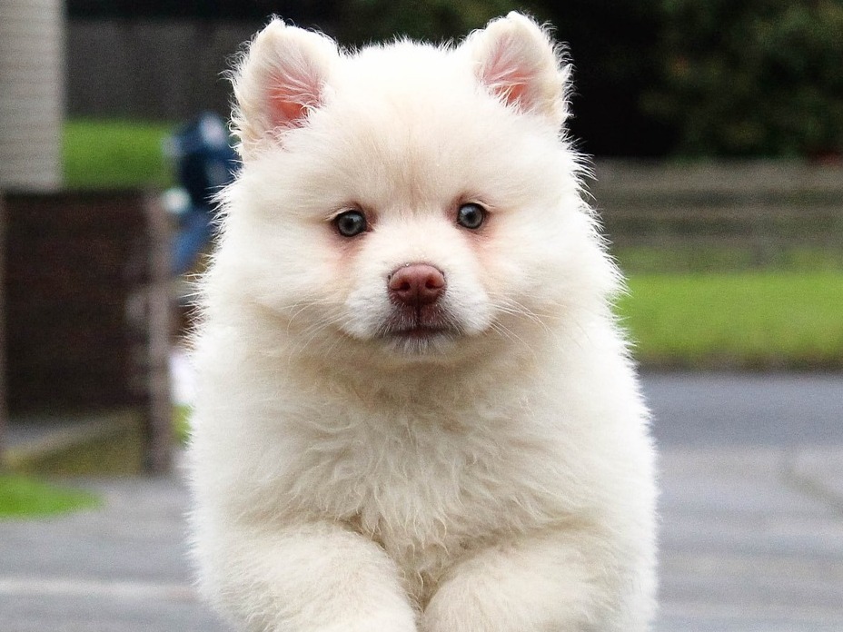 Seu pet deve viver muito? Saiba qual a expectativa de vida de cada cachorro